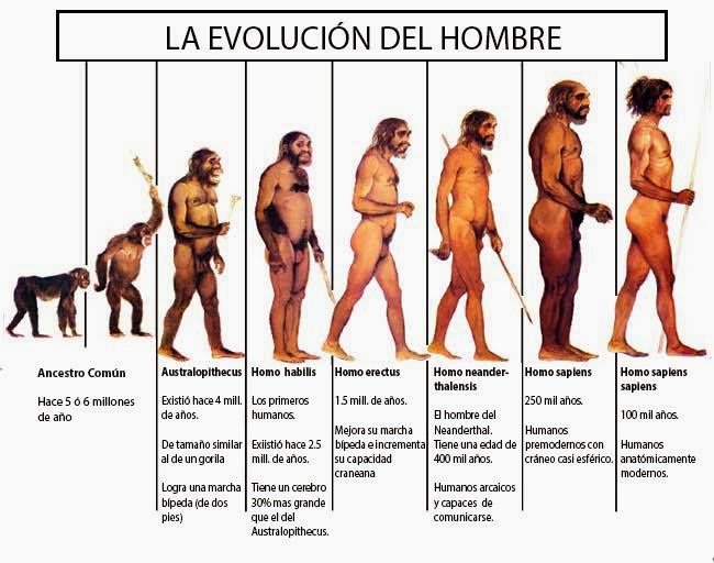 evolucion del hombre