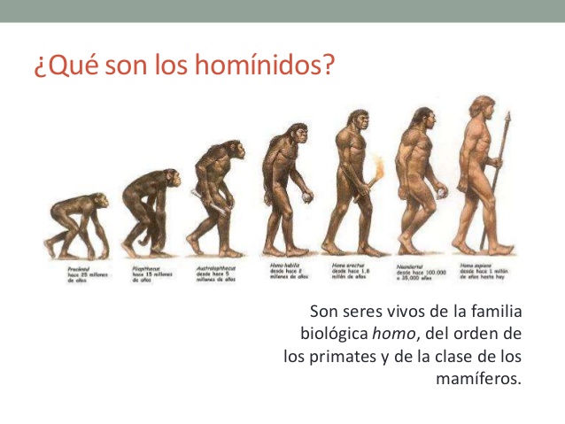 la-evolucin-de-los-hominidos-5-638