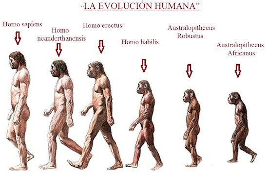 la-evolucion-humana