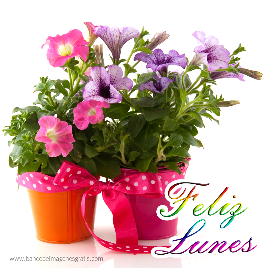 feliz-lunes-canasta-con-flores-arreglos