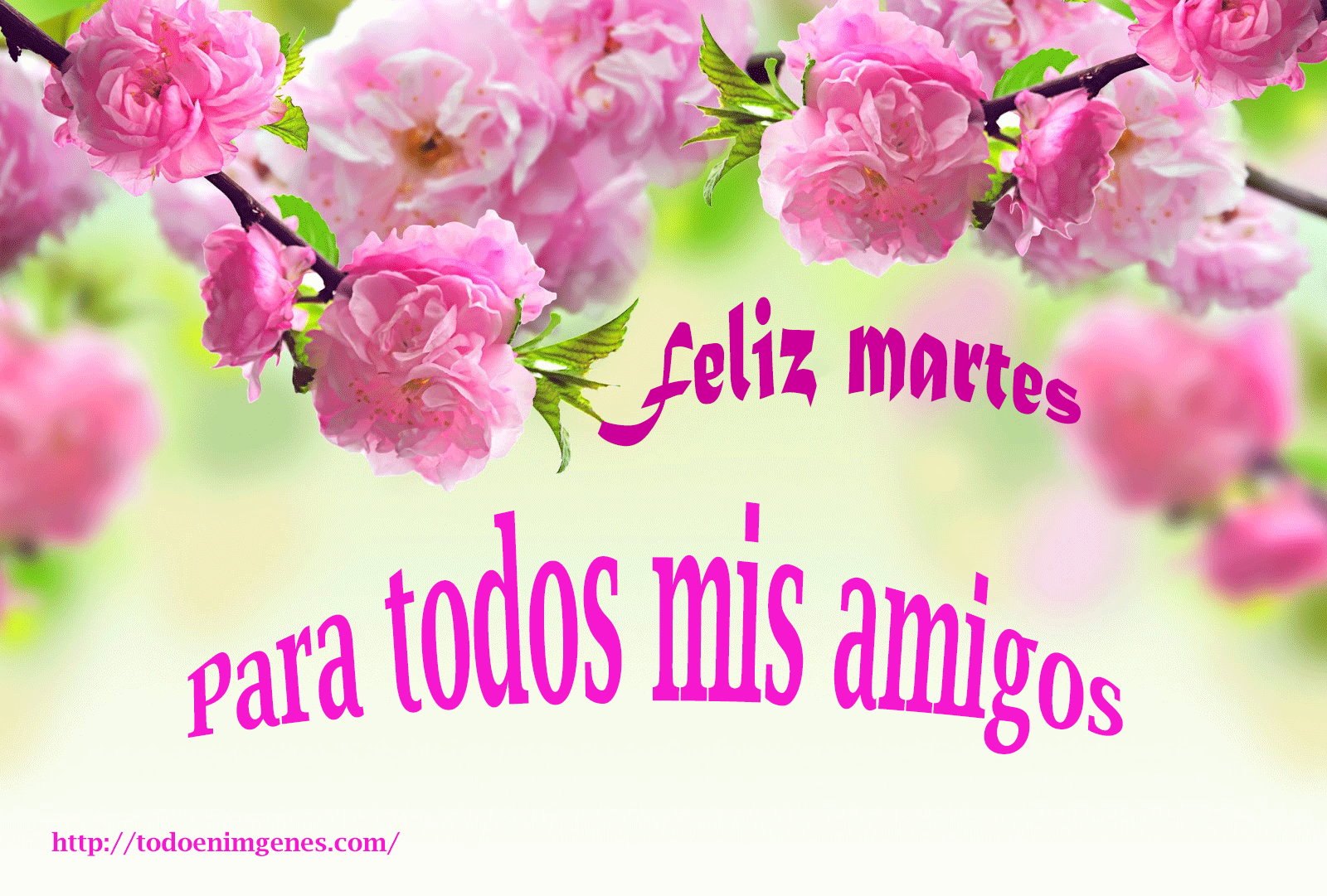 ▷ Imágenes de feliz martes con flores