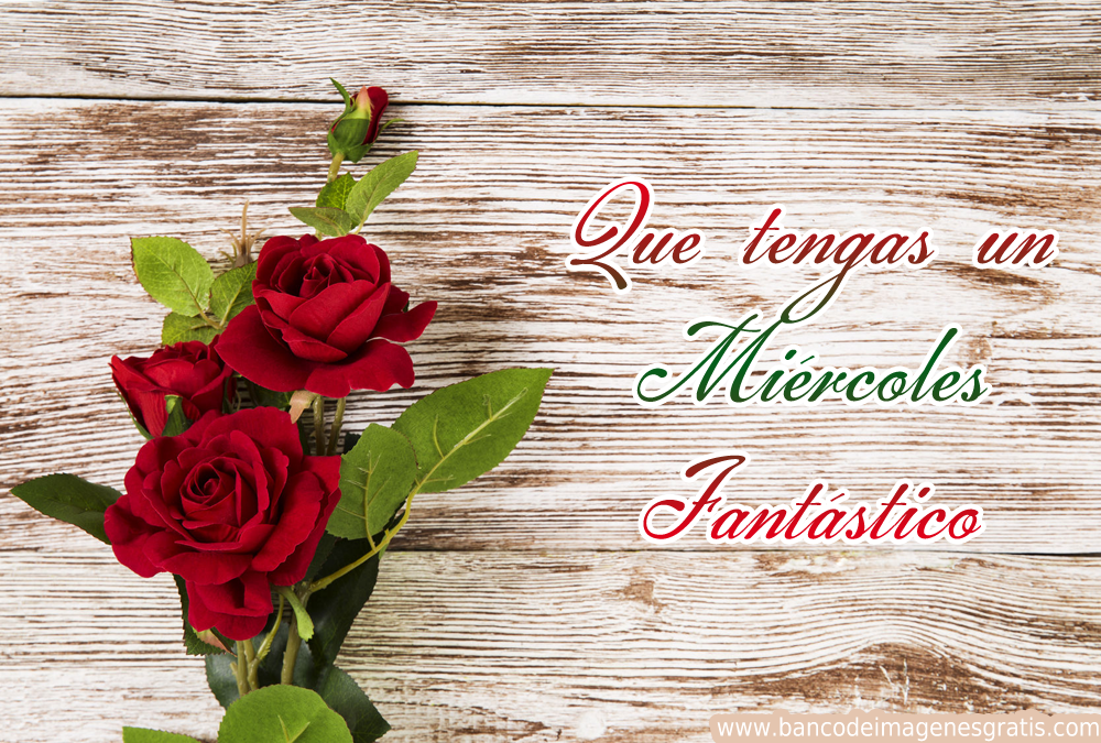 ▷ Imágenes de feliz miércoles con rosas rojas