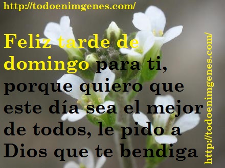 arabidopsis_thaliana_inflorescencias_1