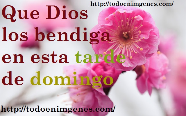 Flores-de-albaricoque