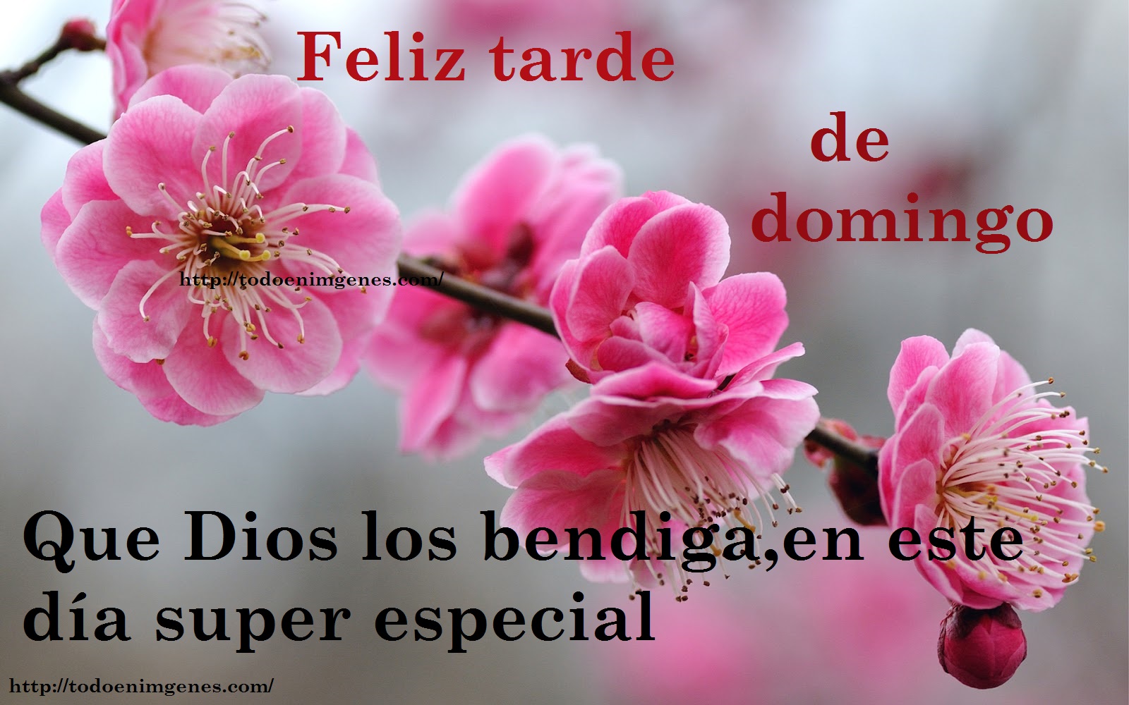 ▷ Imágenes de feliz tarde de domingo