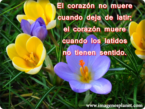 Imágenes de flores con frases tristes para dedicar a una persona