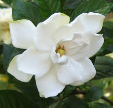 ▷ Imágenes de flores gardenias