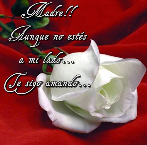 ▷ Imágenes de flores para mi madre