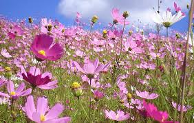 ▷ Imágenes de flores silvestres