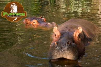 ▷ Imágenes de furesa