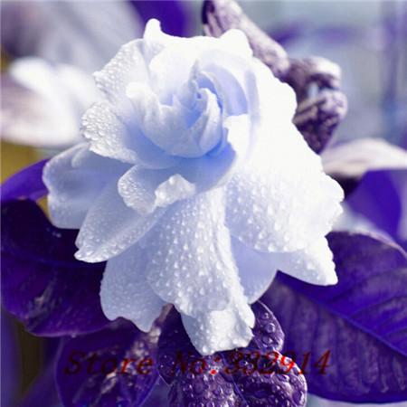 gardenias-de-colores-4
