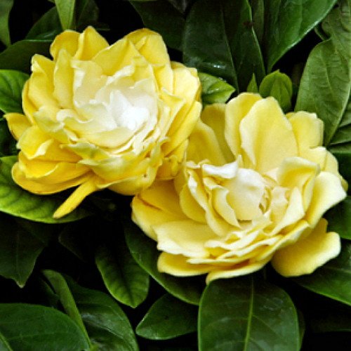 gardenias-de-colores-6