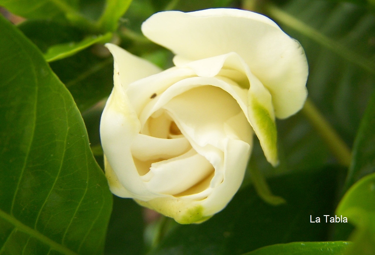 gardenias-de-colores-7