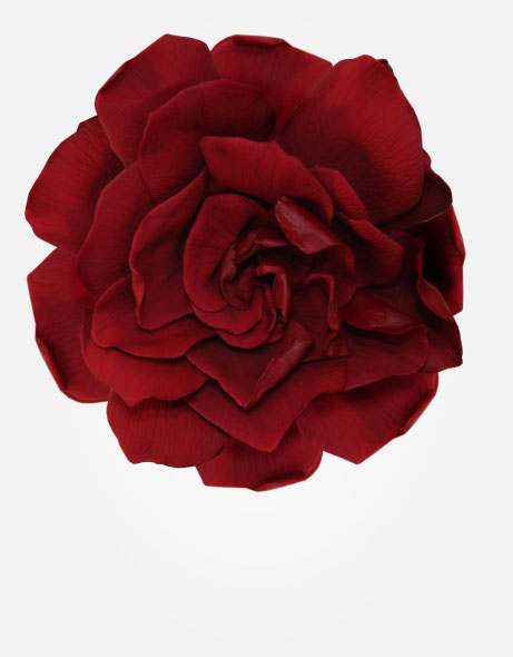 gardenias-de-colores