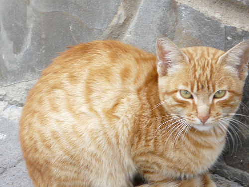 ▷ Imágenes de gato amarillos