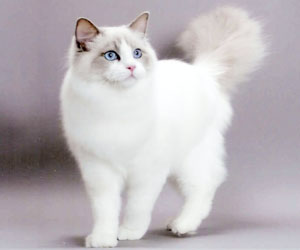 ▷ Imágenes de gatos angora