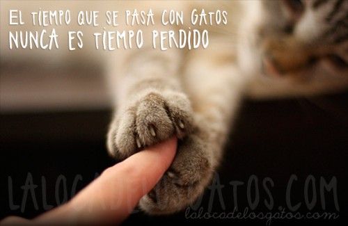 ▷ Imágenes de gatos con frases