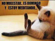 ▷ Imágenes de gatos con frases feliz domingo