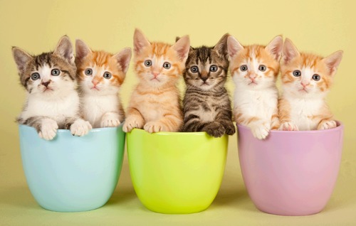 ▷ Imágenes de gatos tiernos