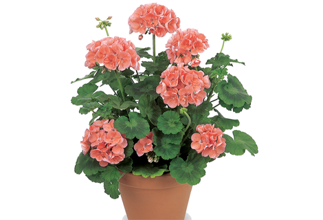 Imágenes de Geranio bonitos para decorar