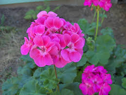 Imágenes de Geranio bonitos para decorar