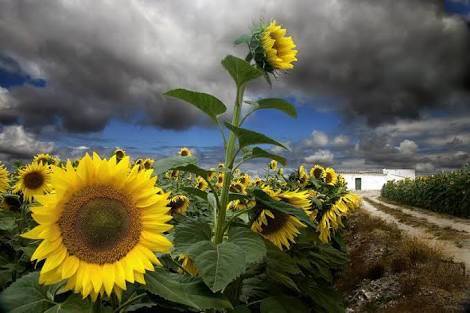 ▷ Imágenes de girasoles