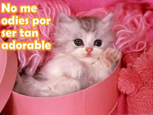 ▷ Imágenes de gracias por tu amistad