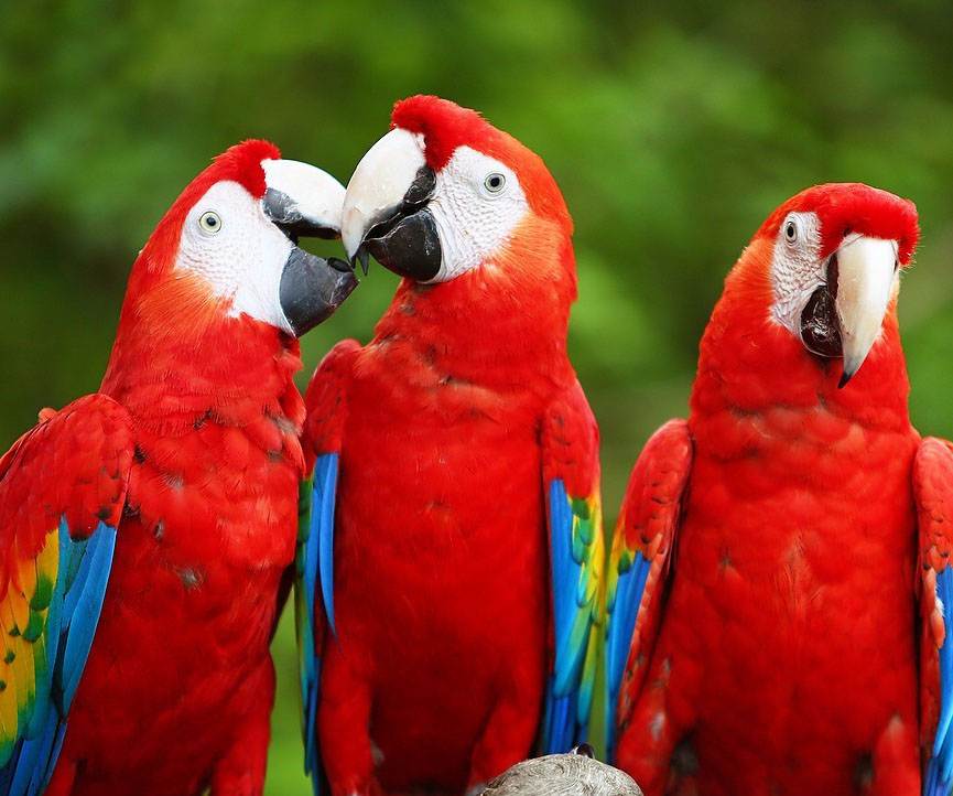 ▷ Imágenes de guacamaya