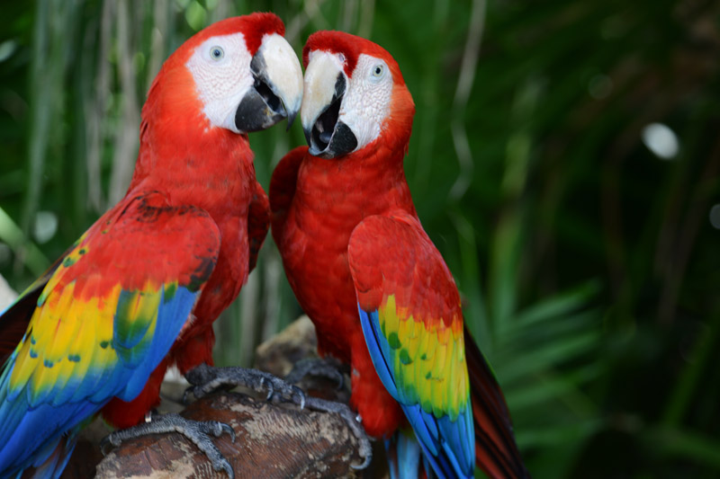 la-guacamaya-roja-ave-fuego-del-sol-01