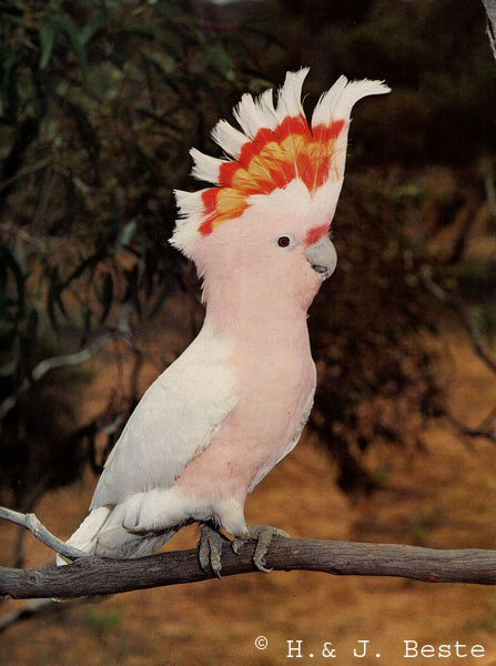 ▷ Imágenes de guacamaya blancas