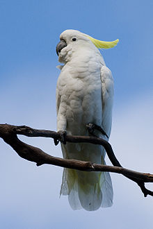 guacamaya-blancas-3