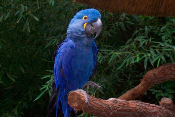 ▷ Imágenes de guacamayas azules