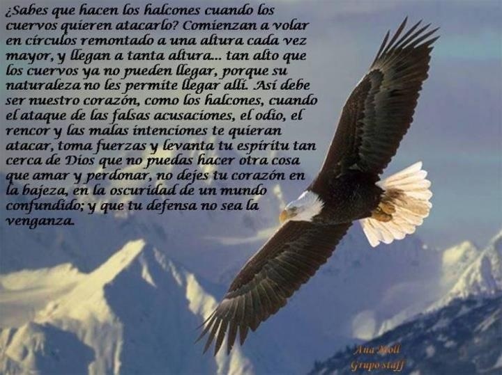 ▷ Imágenes de halcones con frases