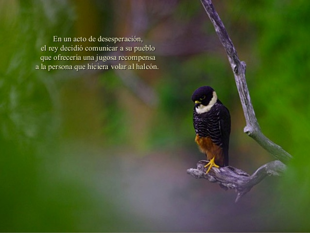 corta-tu-rama-para-volar-halcon