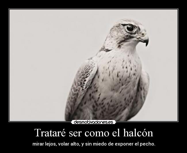 halcon