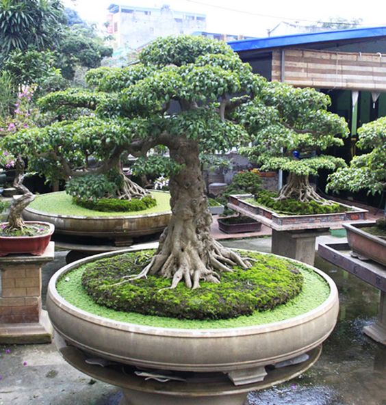 bonsai-10