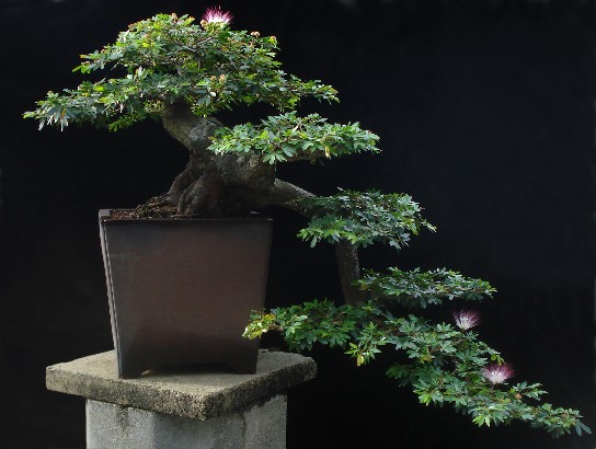 bonsai-16