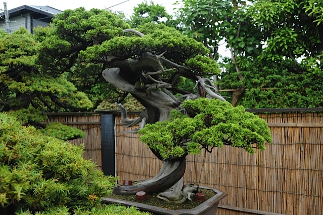 bonsai-1