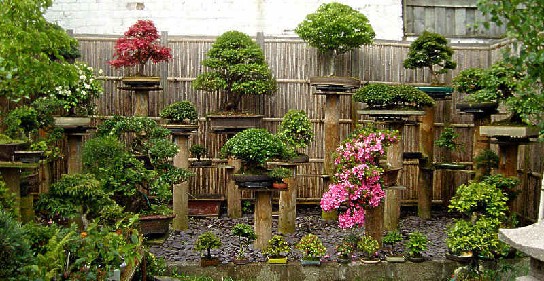 bonsai-3