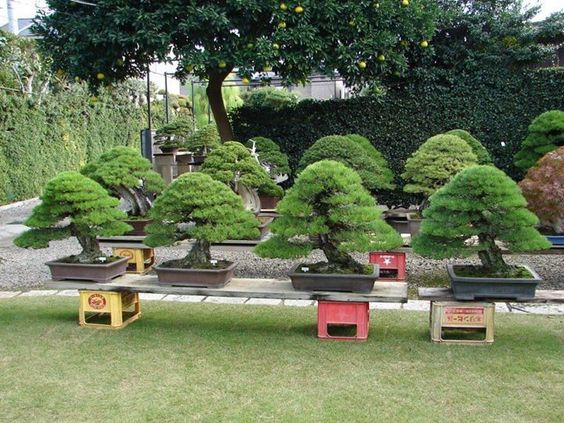 bonsai-5