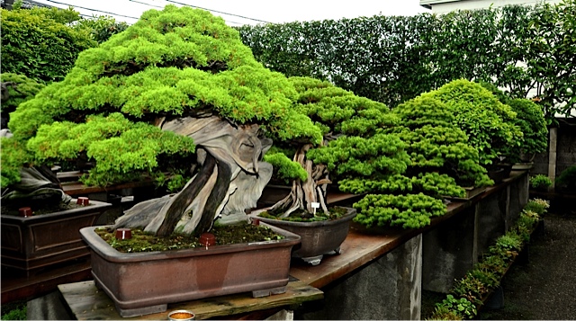 bonsai-8
