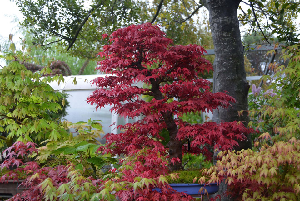 ▷ Imágenes de jardines de bonsai
