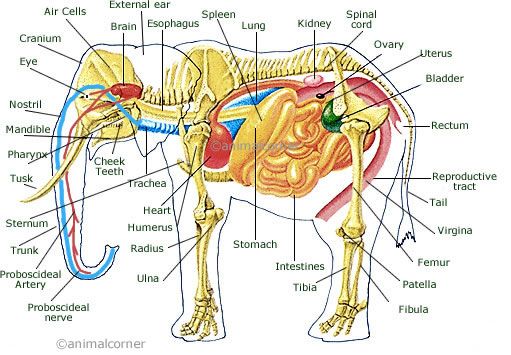 ▷ imágenes de la anatomía de un elefante