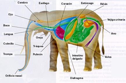 ▷ imágenes de la anatomía de un elefante