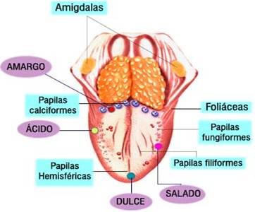 ▷ Imágenes de la lengua y sus partes del cuerpo humano