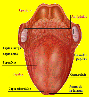 lengua1