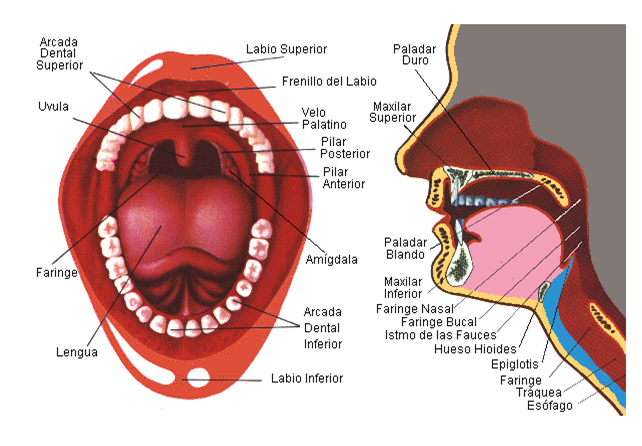 ▷ Imágenes de la lengua y sus partes del cuerpo humano