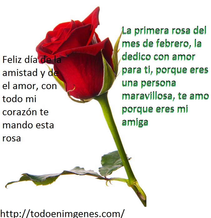 ▷ Imágenes de la primera rosa de febrero