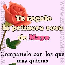 ▷ Imágenes de la primera rosa de mayo