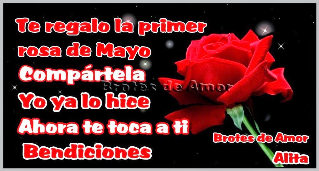 te regalo la primera rosa de mayo